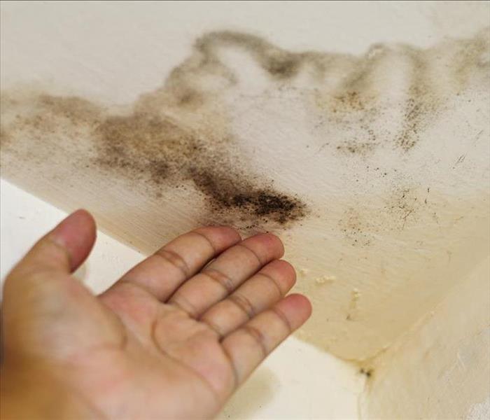 Hand pointing out mold growth.