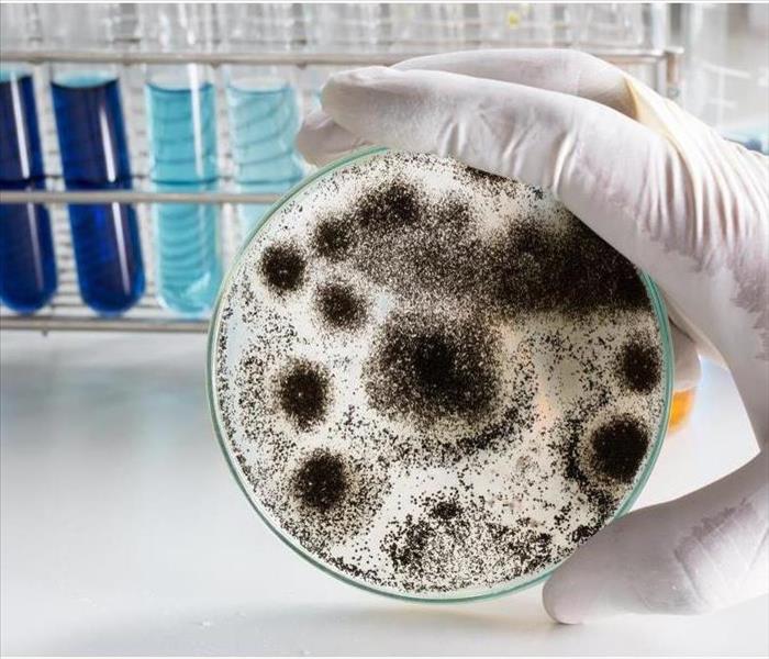 Aspergillus (mold) for Microbiology in Lab